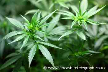 Burnley: Man jailed as cannabis farm discovered