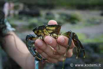 Granchi blu e noci di mare: due specie aliene che minacciano la laguna di Caorle in Veneto - Kodami