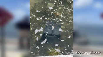 Safe Reportedly Stolen From Treasure Coast Home Found in Biscayne Bay