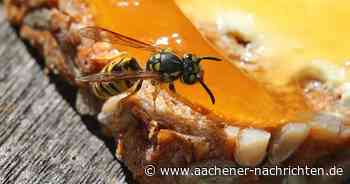 Wespen: Aachener Schädlingsbekämpfer sprechen von einer „Plage“
