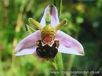 Nature Notes: Wild orchids abound in Britain
