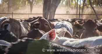 National biosecurity strategy waiting Labor government approval - Western Advocate