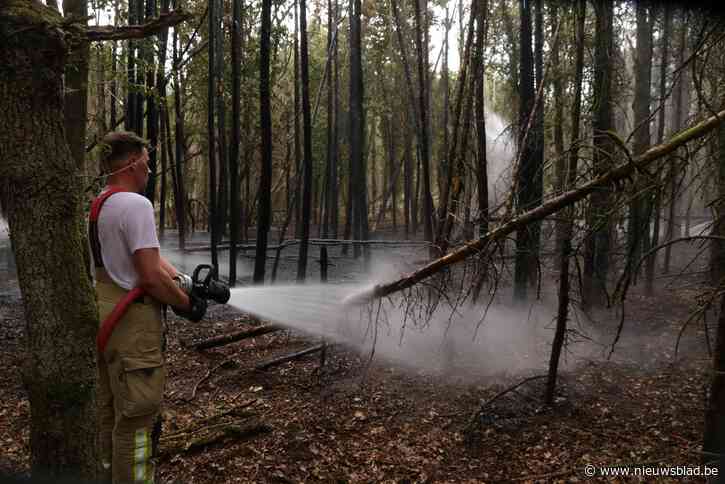 Na brand in natuurgebied, moeten we ook in onze contreien vrezen voor grote bosbranden? “De kleinste vonk kan een inferno ontketenen”