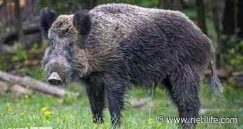 Regione, ecco una delibera per controllo e selezione dei cinghiali - Rieti Life