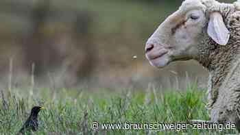 Trauerndes Schaf muss von Gleisen getragen werden