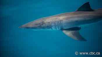 Crystal the white shark pops up near Saint John - CBC.ca