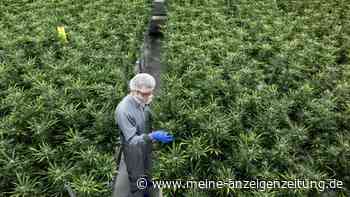 Ampel lässt Stichtag zur Cannabis-Legalisierung verstreichen — bleiben jetzt nur noch drei Optionen?