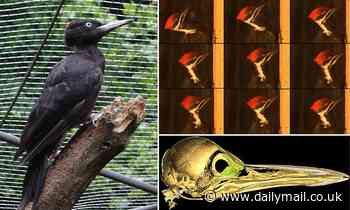 Woodpecker heads 'act like stiff hammers', not safety helmets, study finds