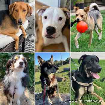 Milton dog rescue opens up farm to help more animals - miltonnow.ca