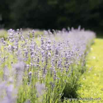 Beloved lavender farm in Milton announces permanent closure | inHalton - insauga.com