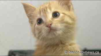 PetSmart hosting Furry Friend's adopt-a-thon