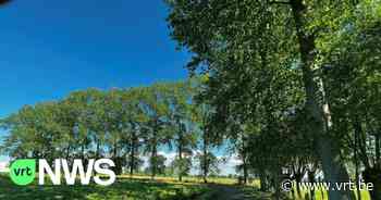 81 populieren gered van de kap in Waarschoot - VRT NWS