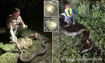 Python nursery raid in Florida reveals pair of female pythons measuring up to 17 feet long and eggs