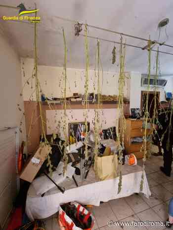 Scoperto appartamento fabbrica di marijuana ad Altidona: sequestrati 838 grammi, 27 piante e armi - Farodiroma