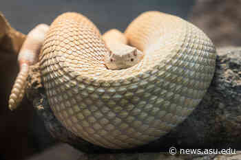 Snakes, drugs and rock and roll to converge at medical symposium - ASU News Now
