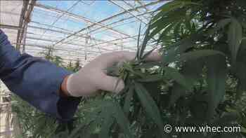 Regulations and applications for New York's first retail cannabis dispensaries approved