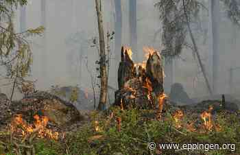 ▷ Waldbrandgefahr - Eppingen.org