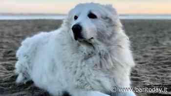 Henry resterà per sempre sul lungomare di San Girolamo: una 'pietra d'inciampo' per ricordarlo - BariToday