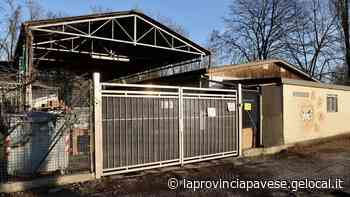 Cani abbandonati in crescita, il Comune di Vigevano investe per potenziare il canile - La Provincia Pavese