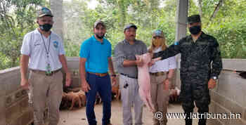 Todo un éxito proyecto de cría de cerdos en Santiago de Puringla - La Tribuna.hn