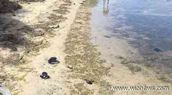 ‘Alien-like’ creatures wash up on Sydney beach, cause social media stir - WION