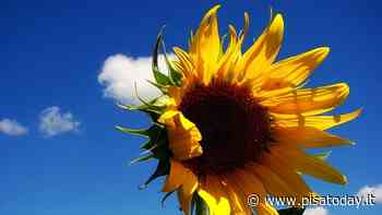 Cosa fare a Pisa e provincia nel weekend di metà luglio - PisaToday