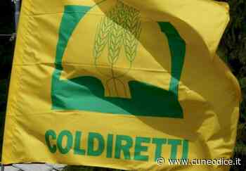 Cinghiali, Coldiretti Cuneo: ˝Ennesimo incidente mortale, sempre più urgenti gli abbattimenti˝ - Cuneodice.it