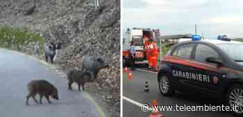 Cuneo, la sua auto si scontra contro un cinghiale: morta donna di 55 anni - TeleAmbiente TV