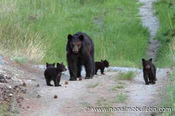 ‘Bear jams’ becoming increasingly common and more than some B.C. travellers can bear