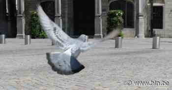 Stad Mechelen vraagt duiven niet meer te voederen: “GAS-boete kan oplopen tot 350 euro” - Het Laatste Nieuws