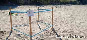 Cilento nursery per caretta caretta: ecco il sesto nido - Info Cilento