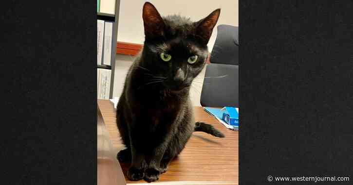Cat Named 'Rowdy' Escapes after Flight, Finally 'Lets' Herself be Caught after 3 Weeks in the Airport