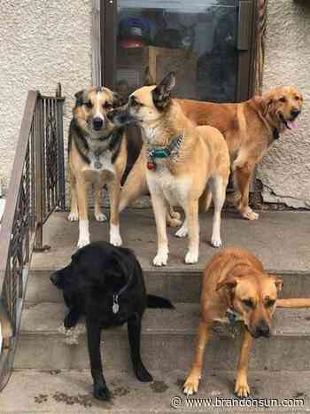 Ditching the dogs: Pets surrendered as owners emerge from pandemic - The Brandon Sun