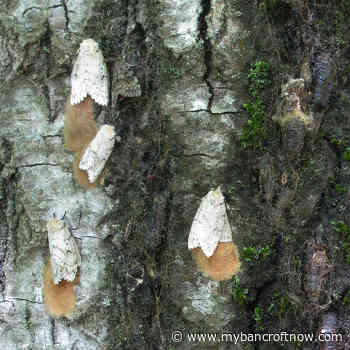 Colder weather may have decreased Spongy Moth population - mybancroftnow.com