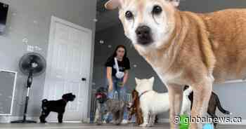 ‘Pandemic puppies’ fill doggy daycares in New Brunswick