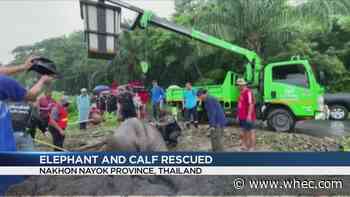WATCH: Dramatic Rescue of Elephant and Calf in Thailand