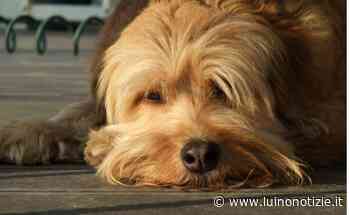 Anche a Luino "Dona la spesa per gli amici animali" - Luino Notizie