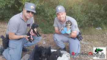 Traffico illecito di animali, sequestri anche nel brindisino - BrindisiOggi