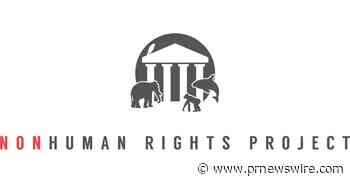 Legal Fight to Free Happy the Elephant Continues in New York