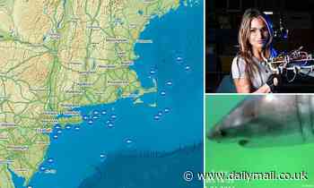 Warmer waters caused by climate change are attracting more sharks to northeast, expert reveals