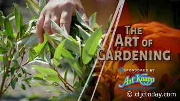 Art of Gardening — Creating a Garden Archway - CFJC Today Kamloops