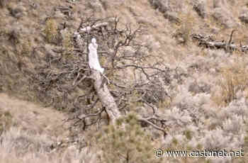 Free Kamloops premiere of war drama shot in and around city - Kamloops News - Castanet.net