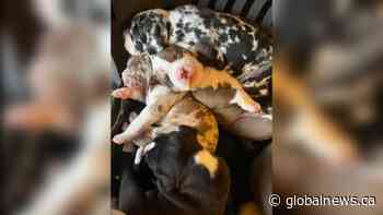Puppies go missing after breeder’s sudden death in her Kamloops home - Global News