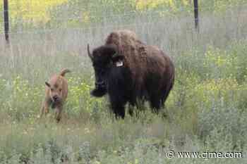 Bison convention roams through Saskatoon | 980 CJME - News Talk 980 CJME