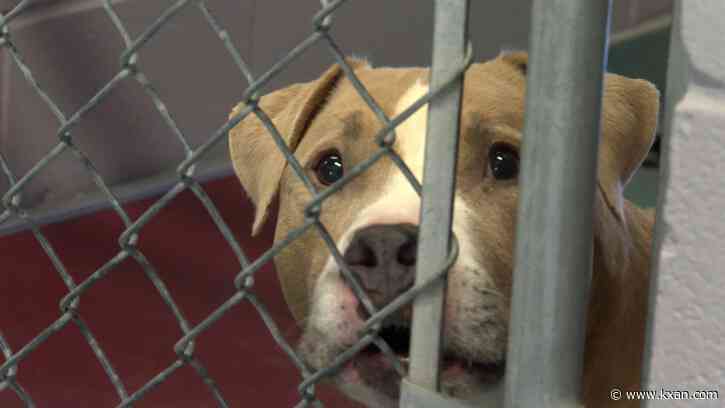 San Marcos Animal Shelter regularly at capacity; county to discuss adding new shelter