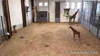 Giraffe calf galloping despite an injured leg