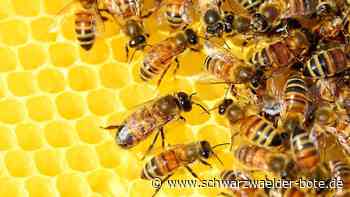 Bienenseuche nachgewiesen - In Schenkenzell bricht Bösartige Faulbrut aus - Schwarzwälder Bote