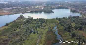 Learn Indigenous conservation techniques from a 'Zombie Gardener' - WBEZ Chicago