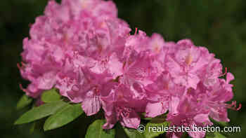 Ask the Gardener: Should you trim back a rhododendron? - realestate.boston.com