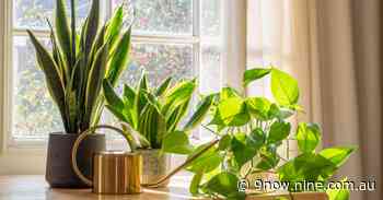 Gardener reveals the indoor plant he believes is 'almost indestructible' - Nine Shows